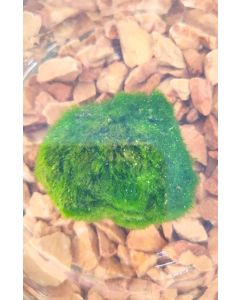 Alga Marimo 1 pz 
