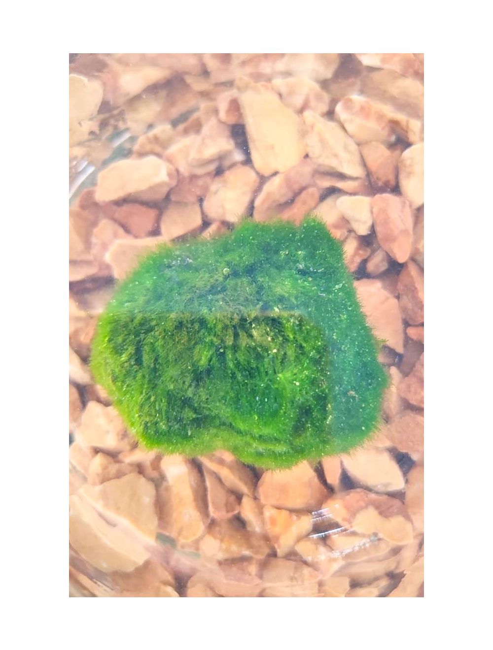 Alga Marimo 1 pz 
